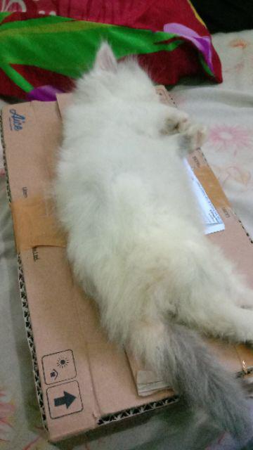 Botol Kaca Ulir Tutup Sumbat Paket / Alat Praktek Farmasi