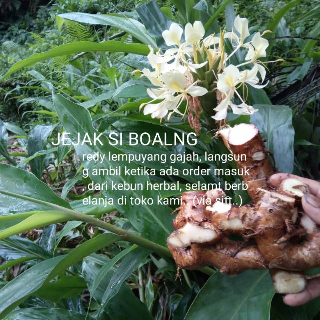 

LEMPUYANG GAJAH UNGGUL