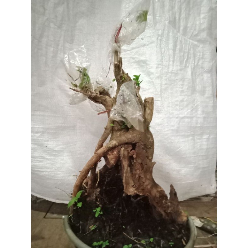 Bahan Bonsai Wahong Okulasi Sancang6