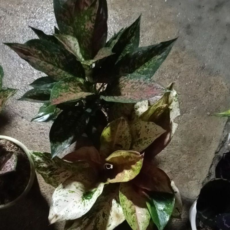 aglonema ruby batik dan bigroy rumpun