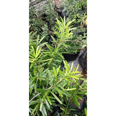 Bibit lohansung lidah burung