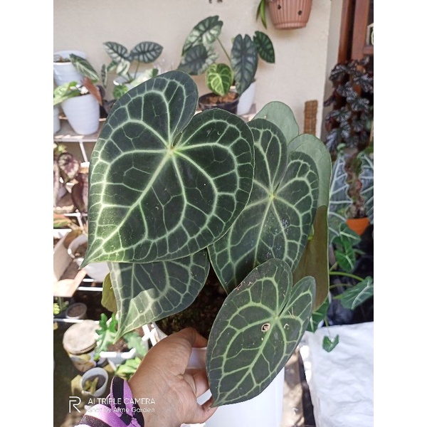 11 daun SWEET LOVE || ANTHURIUM CLARINERVIUM TARANTULA PAGODA
