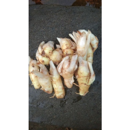 

Kencur 1000gr 1kl
