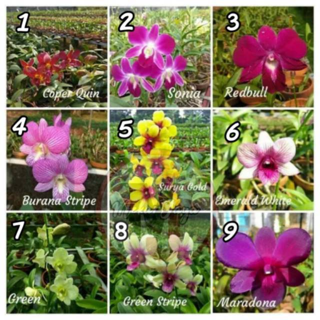 Seedling Anggrek Dendrobium hybrid murah