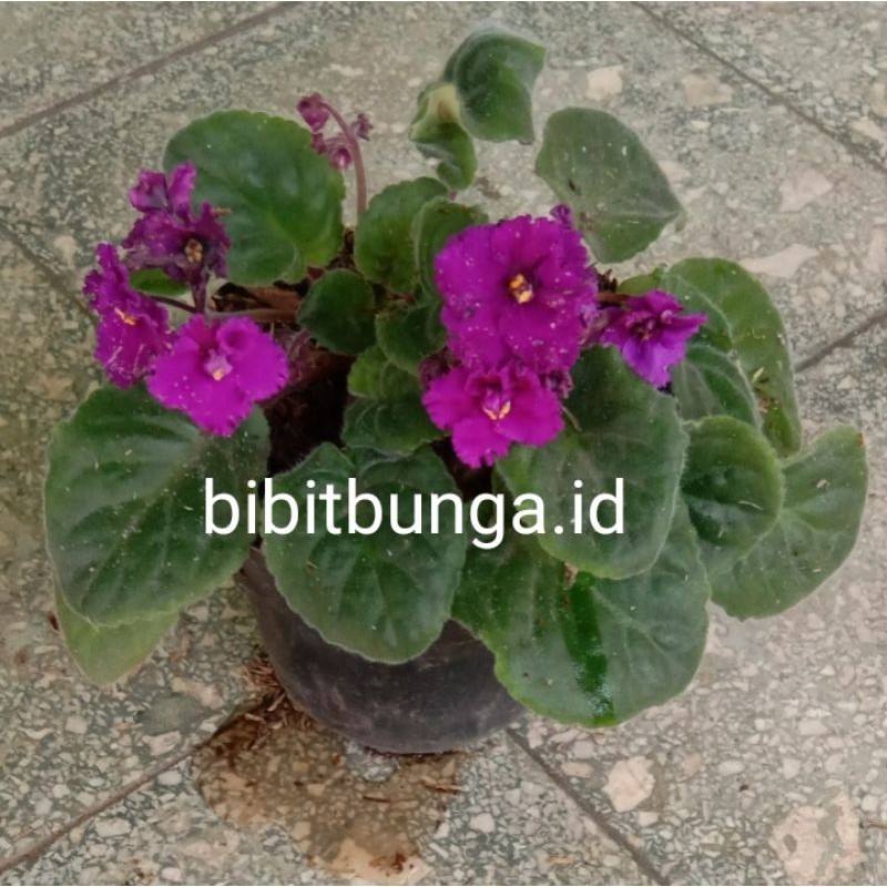 Begonia violces ungu keriting / bibit tanaman hias bunga