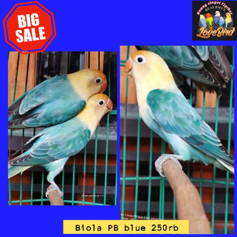 Jual burung love bird biola PB blue promo murah Shopee Indonesia