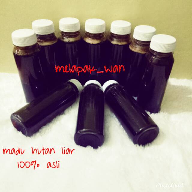 

madu hutan sumatera