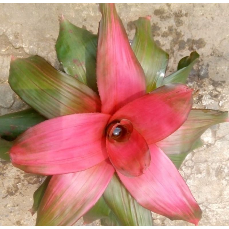 Bromelia mini pink - merah tanaman hias bromelia di pot