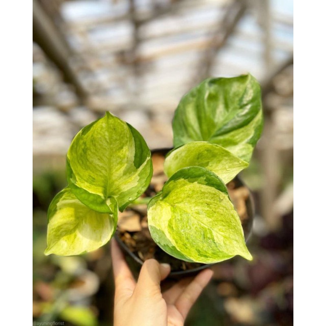 Tanaman hias Epipremnum Manjula Golden