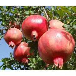 Bubuk Kulit Buah Delima 250 g Simplisia Serbuk Punica granatum Pomegranate