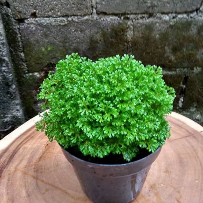 Tanaman hias lumut ambon - lumut ambon - moss Ambon - tanaman gantung lumut ambon - tanaman lumut