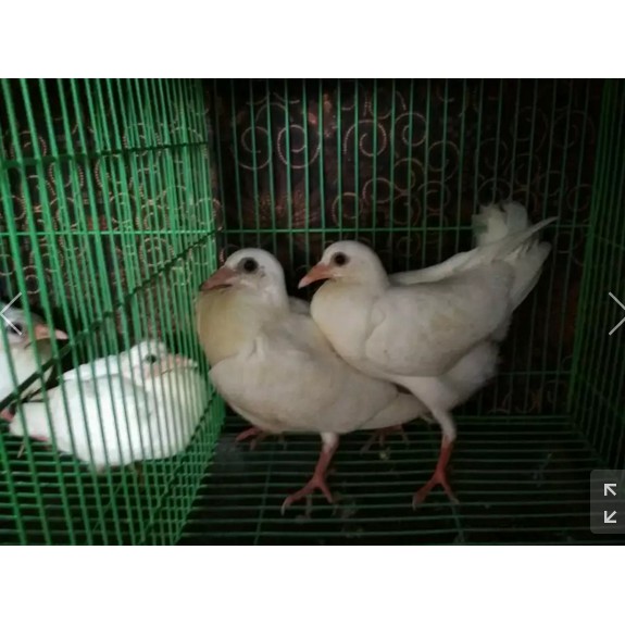 48++ Harga burung merpati pos putih terupdate