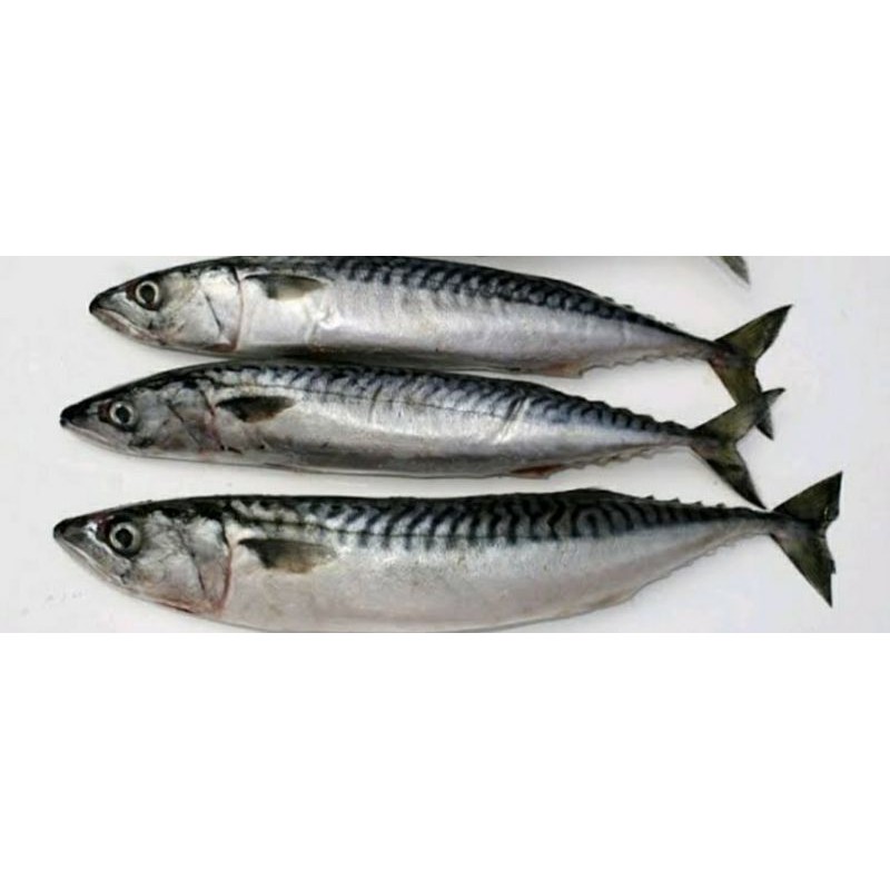 

ikan salem basah || sayur online murah surabaya