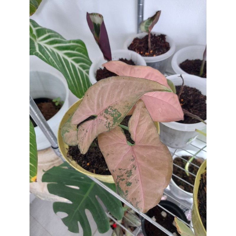 syngonium pink flecked