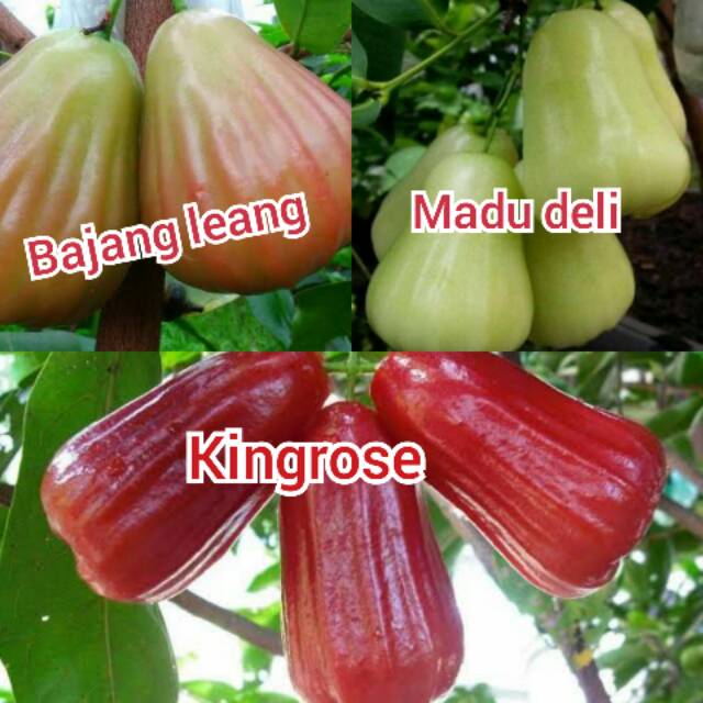 PAKET 4 BATANG 100RB(JAMBU MADU DELI HIJAU, BAJANG LEANG, KINGROSE, JAMAIKA)
