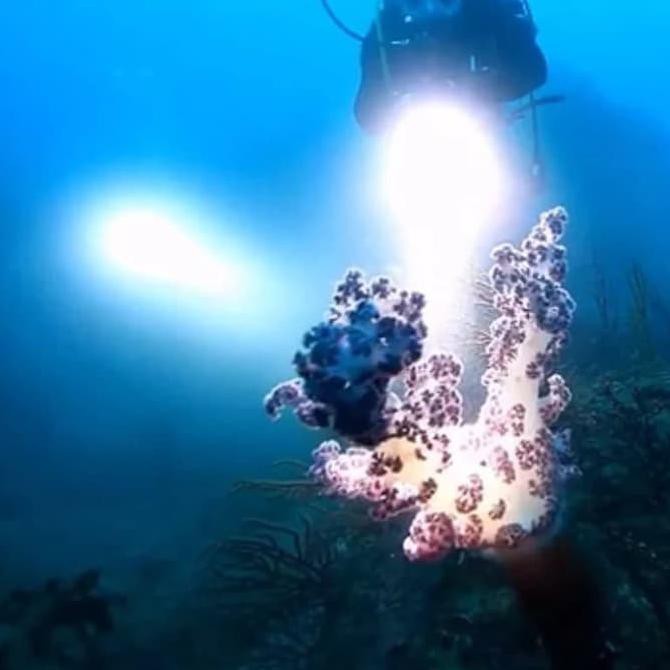 Terpromo Senter Tactical Diving / Selam / Senter Khusus Diving Dan Selam Mandala