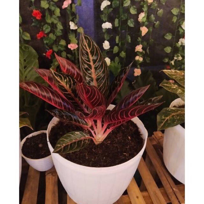 Murah  indukan ,berbagai macam daun aglonema red sumatra / pride of sumatra rawatan