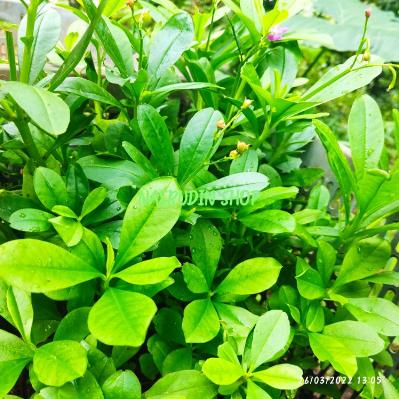 

[Fresh] BIBIT GINSENG JAWA / BIBIT STEK TANAMAN HERBAL GINGSENG JAWA / TALINUM FRUTICOSUM / SOM /