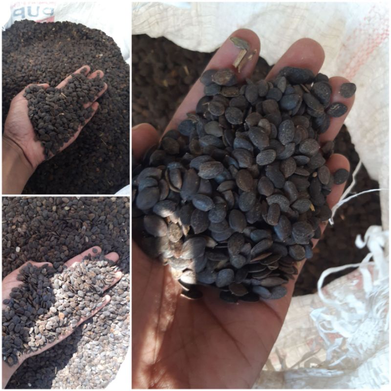 benih pakan ternak kaliandra merah 500gram