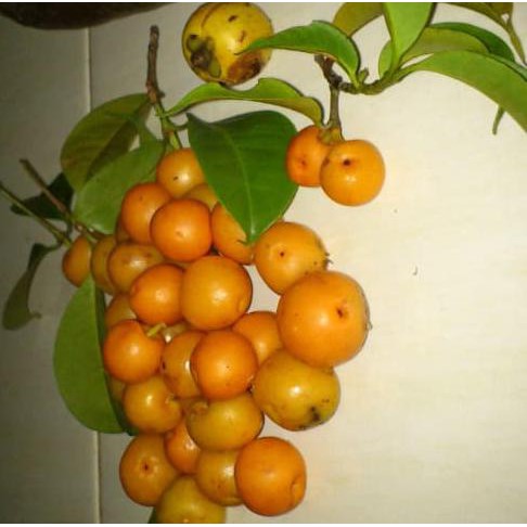 xna Bibit / Benih Buah Asam Kandis r3brn