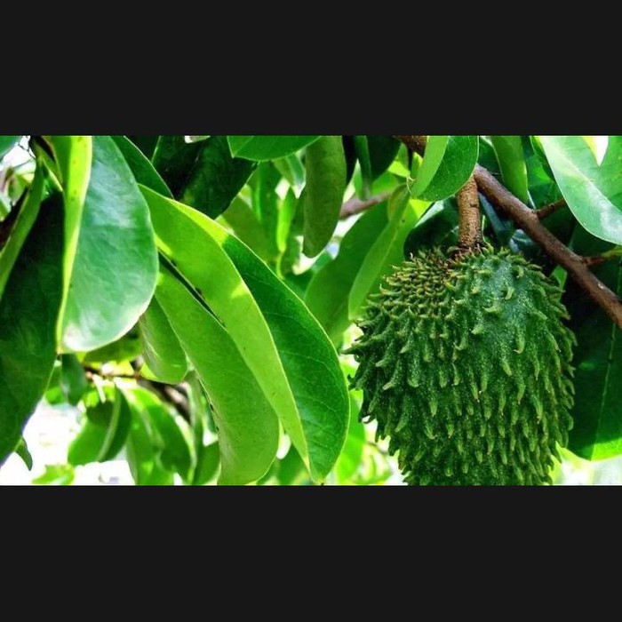 

daun sirsak segar kemasan 30 lembar