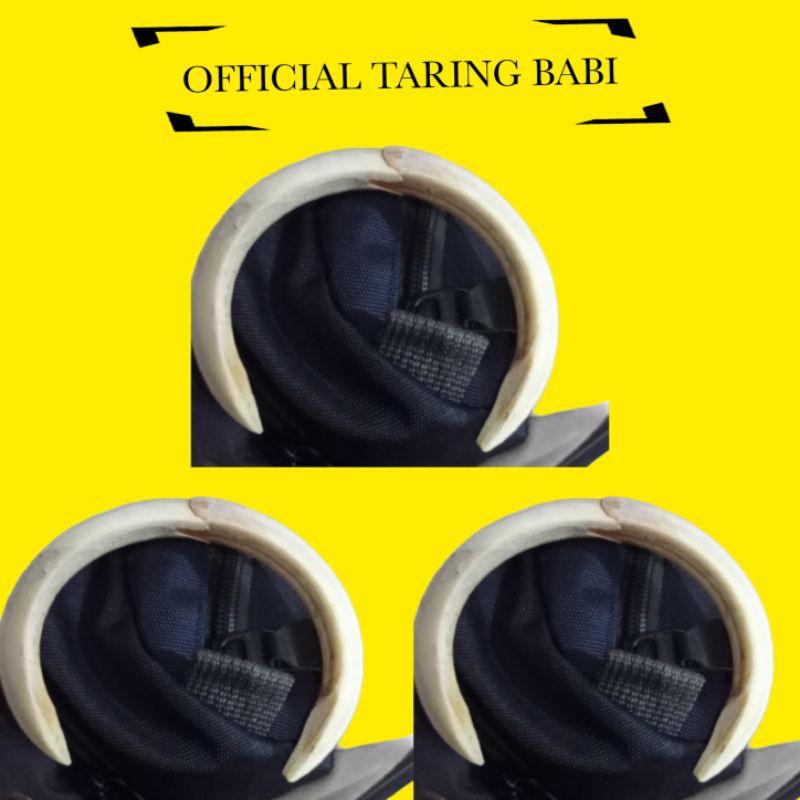 [ Uk 8cm Sepasang ] 100% Original Taring Babi