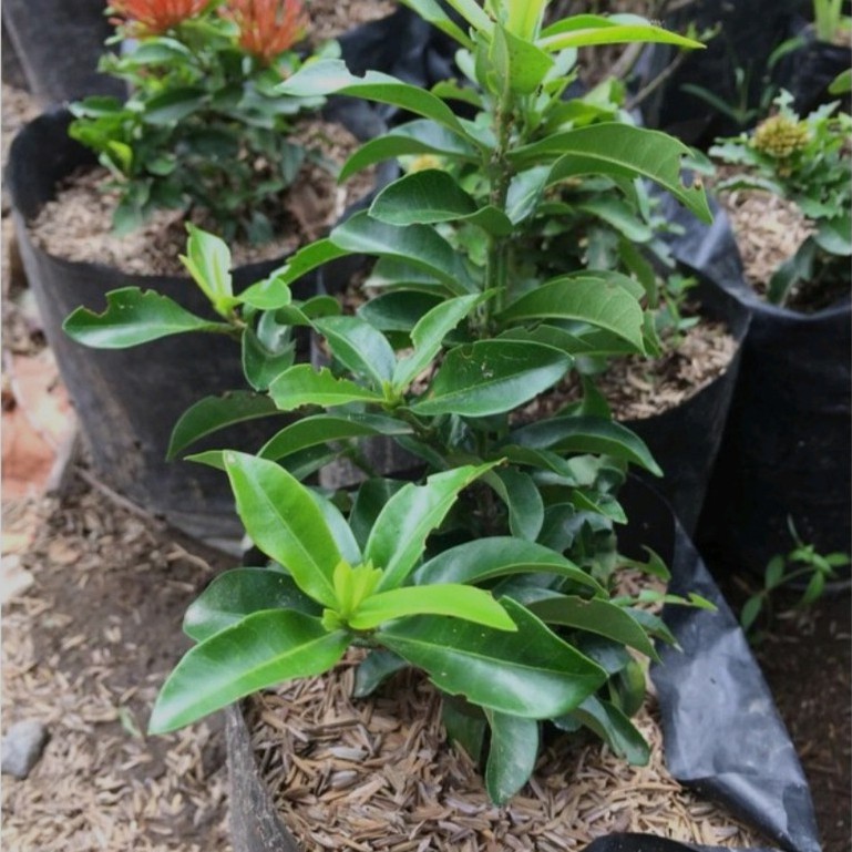 Bunga Asoka Merah Bunga Murah Tanaman Hias Ixora Chinensis Tanaman Hias Harga Terjangkau