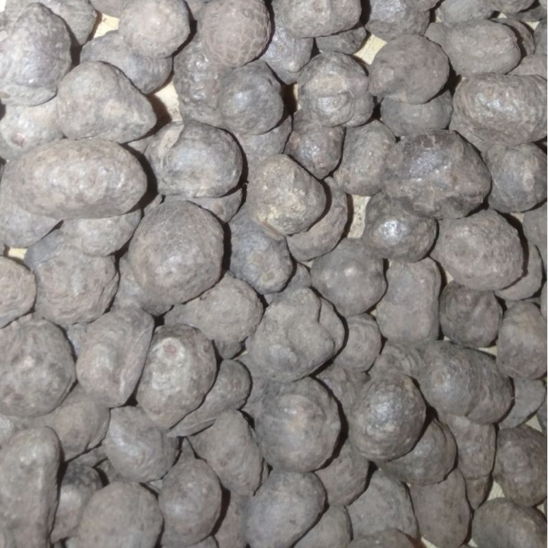 Bibit katak Porang Asli Dorman per Biji