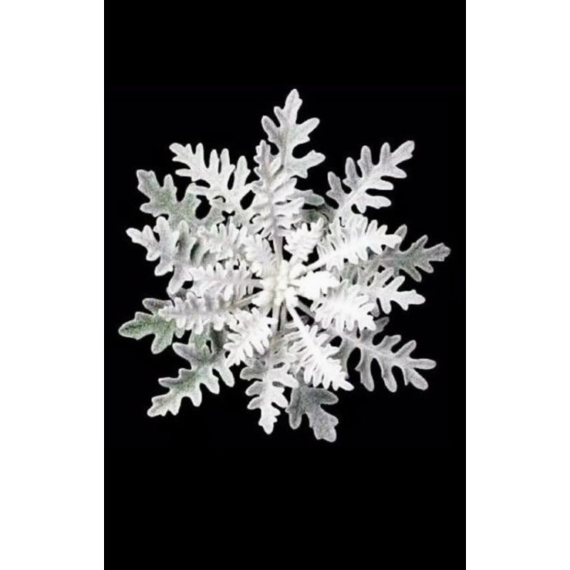 bunga silverdust/putri salju