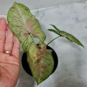 Syngonium Confetti