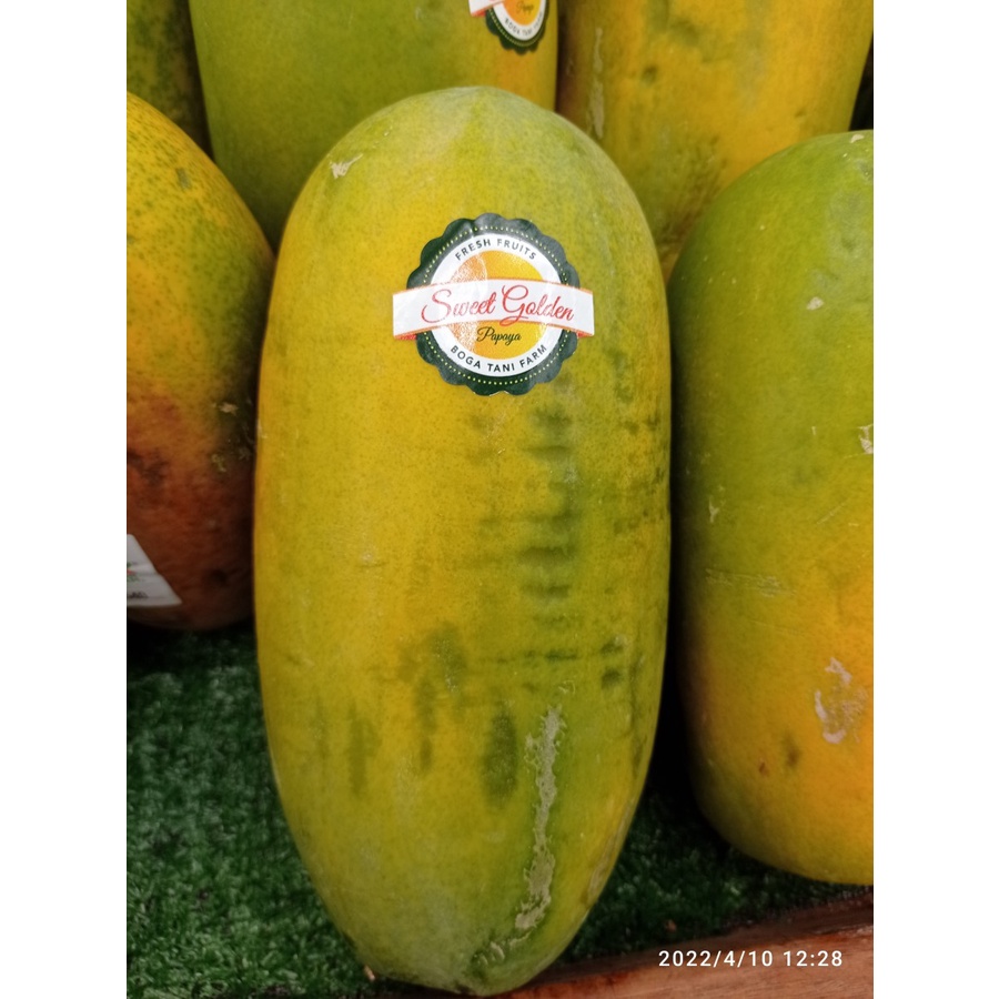 

PEPAYA SALMON SWEET GOLDEN SATUAN