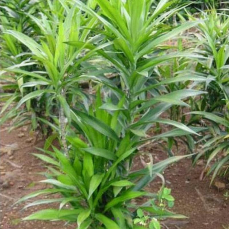 Bibit pandan suji / Tanaman daun suji