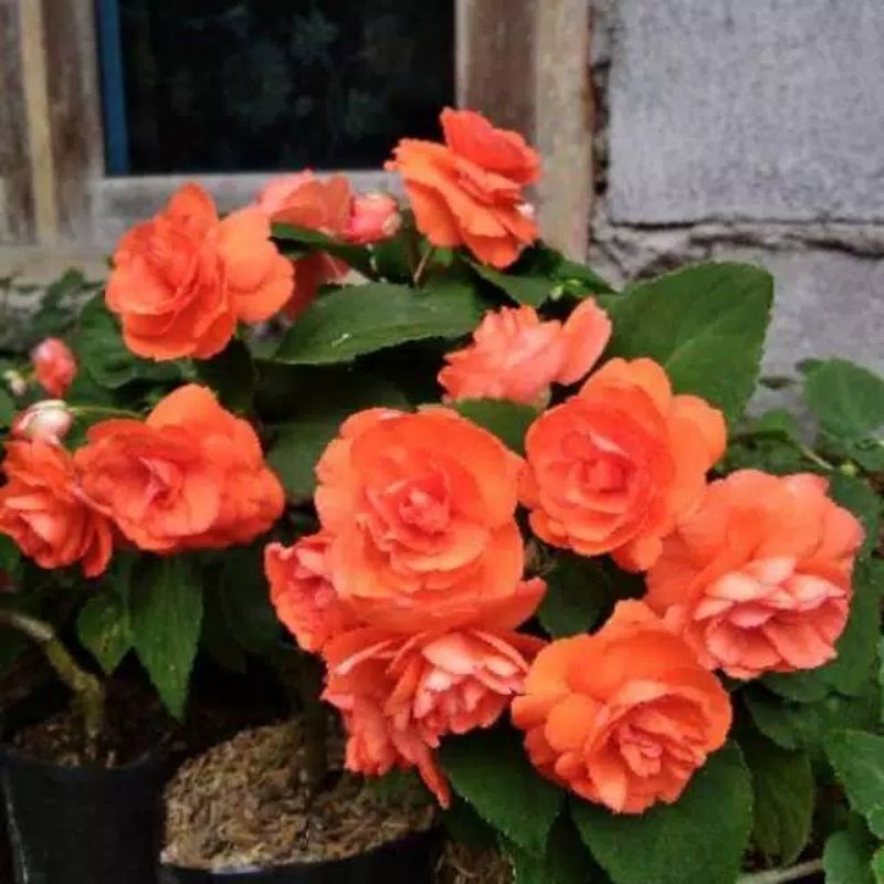 Tanaman Bunga Impatiens Mawar Orange Hidup &amp; Berbunga - Impatiens Walleriana Berbunga