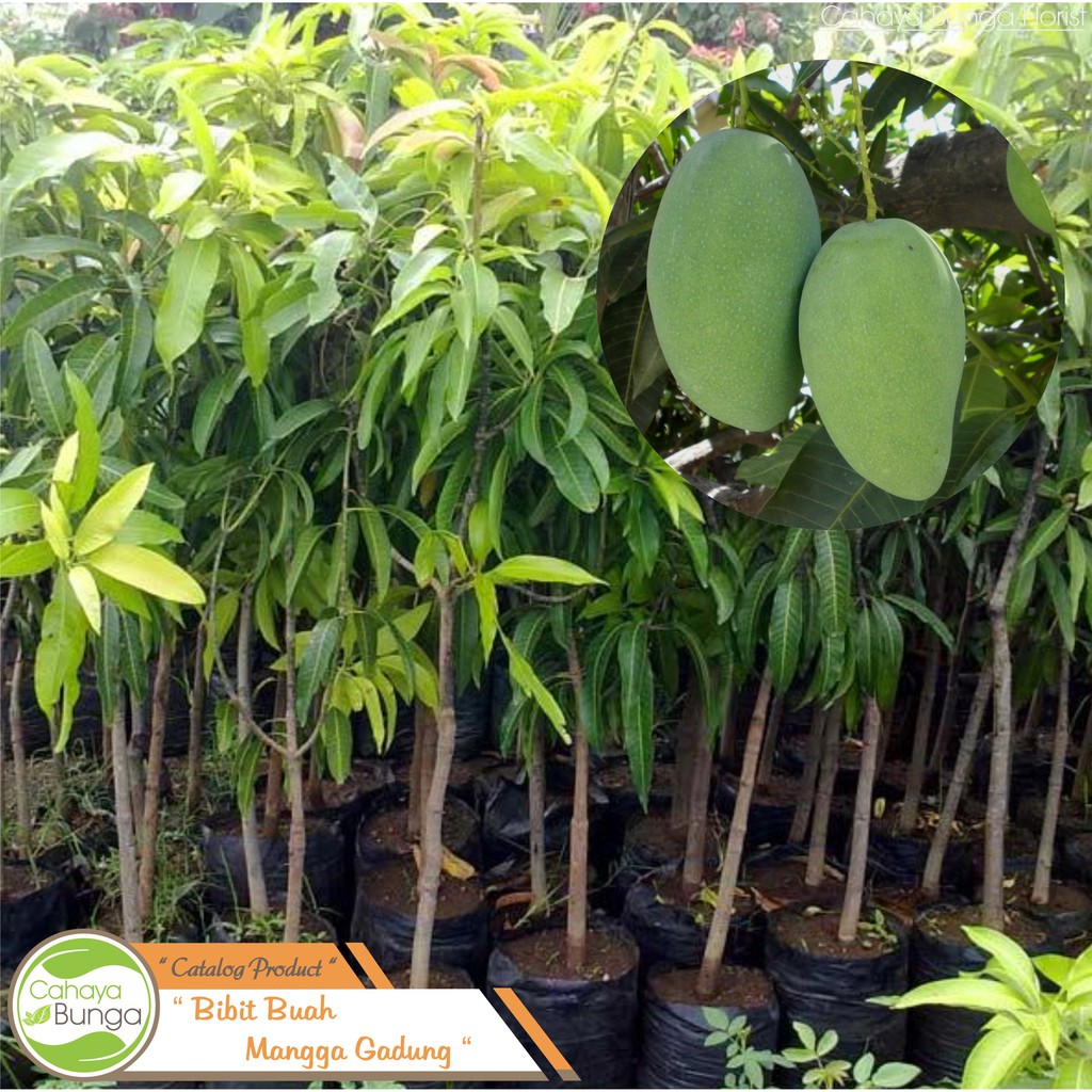 Bibit Tanaman Buah Mangga Gadung