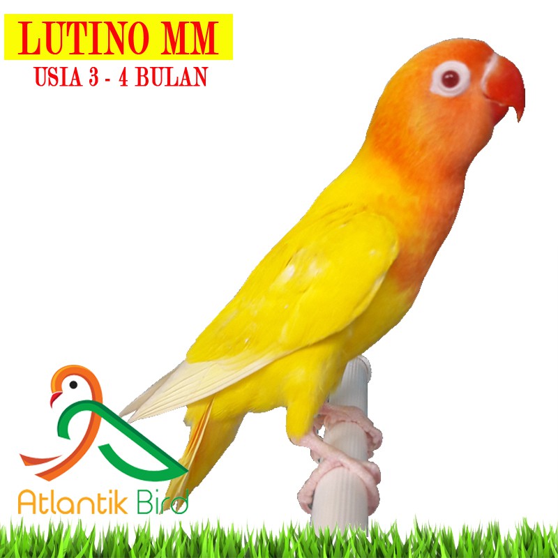 Burung Lovebird Lutino Mm 2 5 3bl Update Stock By Wa Only Grab