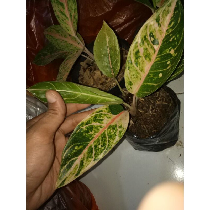 Tanaman Hias Aglonema Domacarmen Mutasi-PROMO Donacarmen Mutasi-donacarmen mutasi-Tanaman Hias-Donac