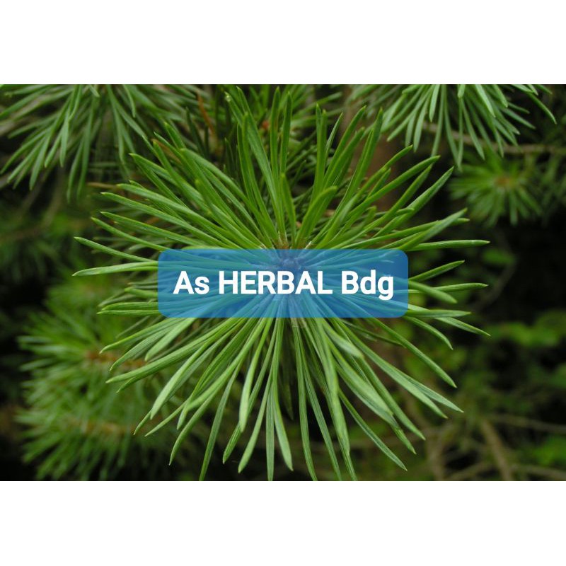 

Daun Pinus Segar 1 Kg / daun pohon pinus fresh-az
