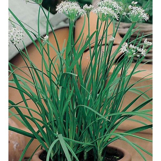 Benih Herbal GARLIC CHIVES 20 BIJI F1 mr. fothergills bibit tanaman obat sayur sayuran herb kucai