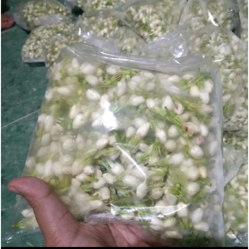 bunga melati 3 kantong per 250 gram flower jasmine original fresh