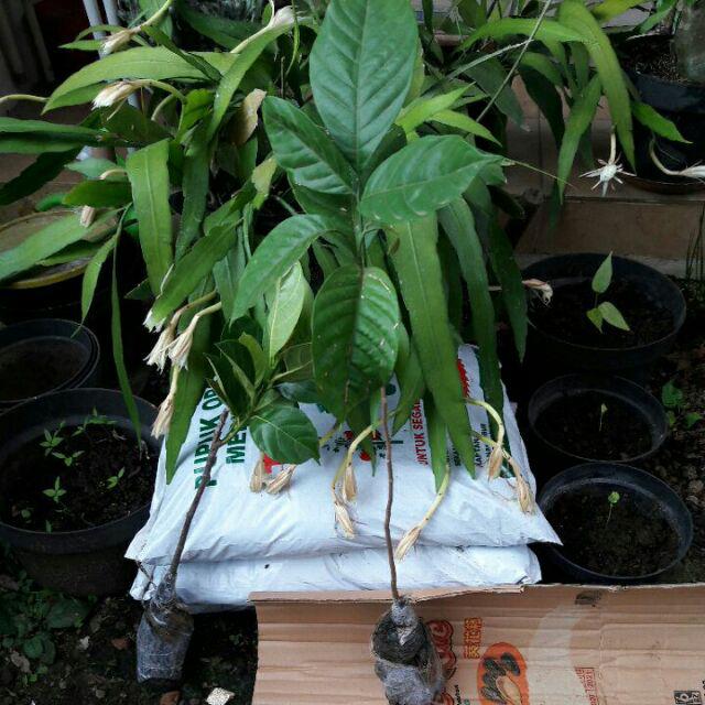 Bibit Duku Tanpa Biji