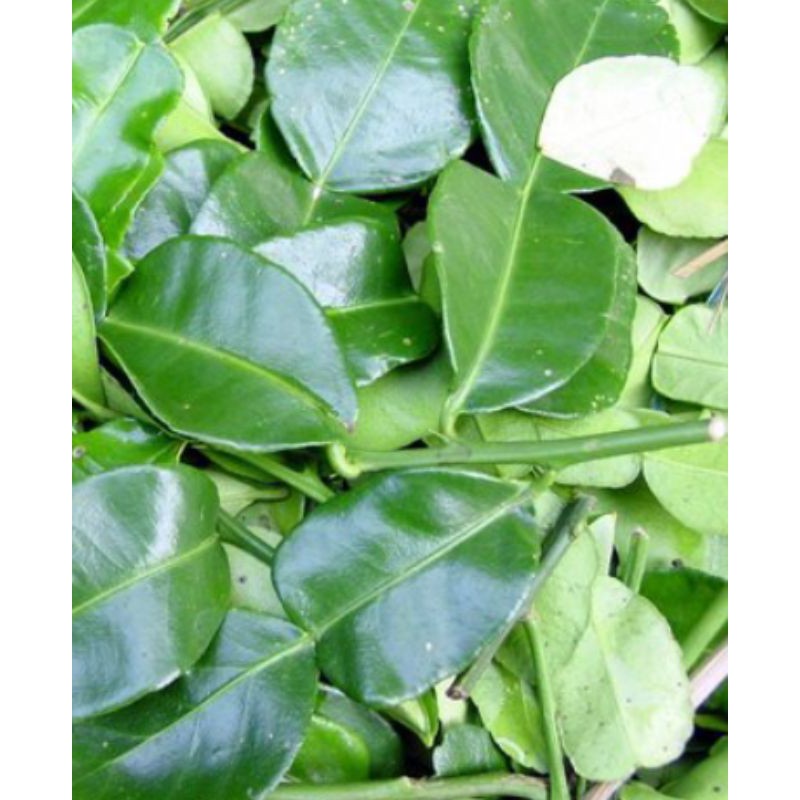 

daun jeruk purut segar dan kering