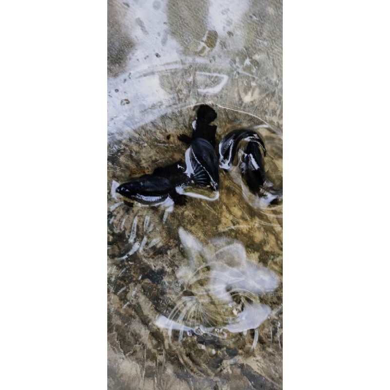 Cupang Betina Plakat Super Black