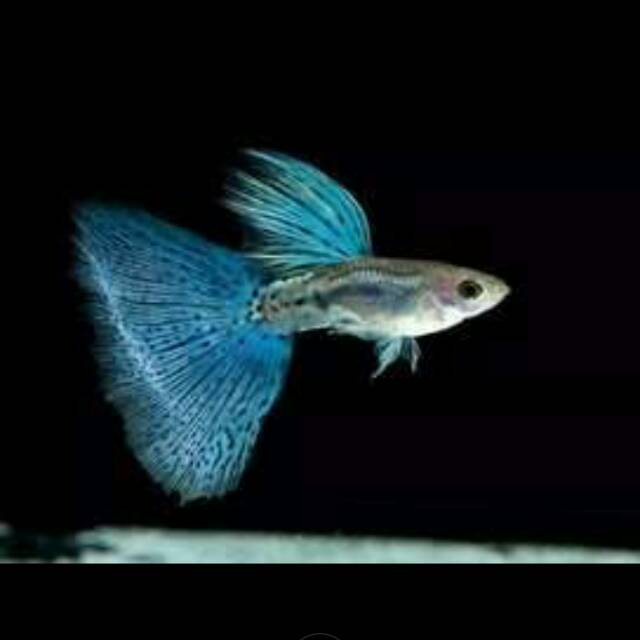 IKAN GUPPY BLUE GRASS | IKAN HIAS | IKAN GUPPY MURAH