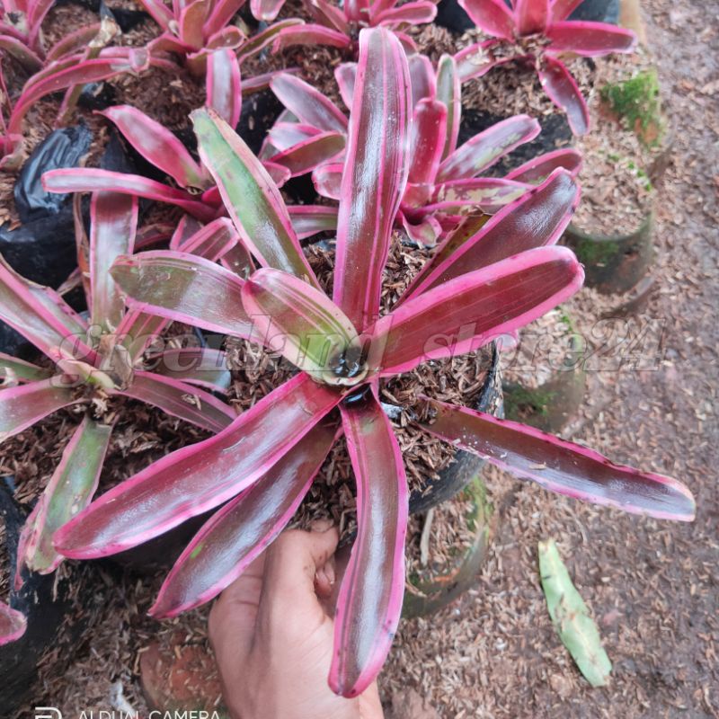 tanaman hias bromelia neoregelia merah - bromelia neoregelia - bromelia merah - bromelia