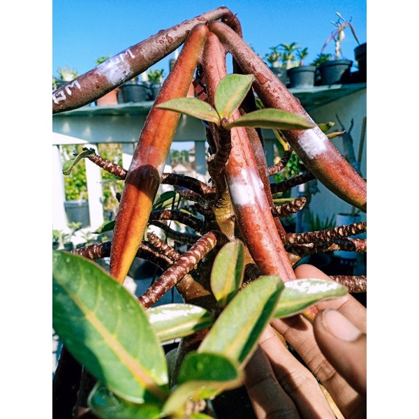 biji/benih adenium/kamboja black adenium/red skin