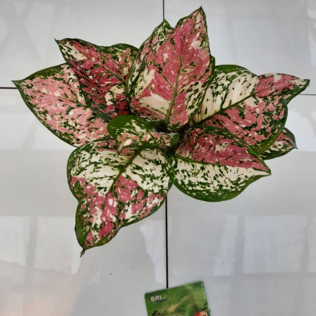 Tanaman hias / bunga / aglaonema dud tri colour