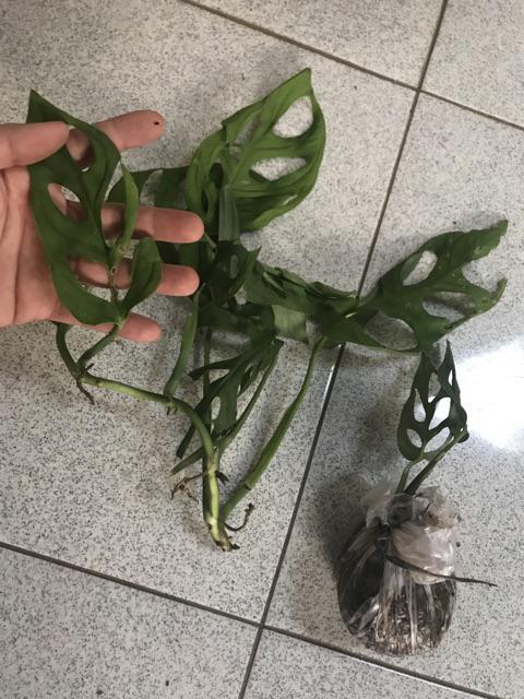 Bibit Tanaman Monstera Obliqua Philodendron Monstrea Daun Janda Bolong