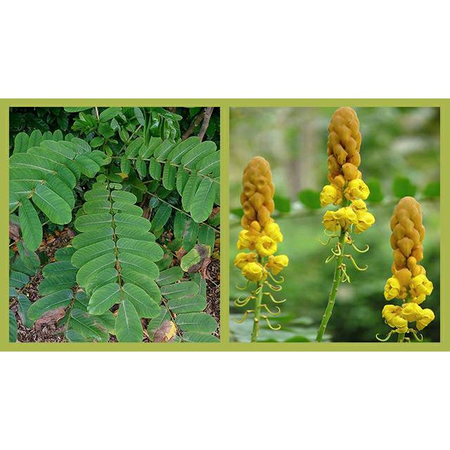 

Daun ketepeng cina atau kimanila segar 100gram siap petik dari pohon