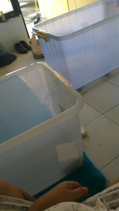 Box Container 135 Liter Transparan