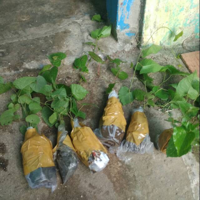 Bibit Air Mata Pengantin